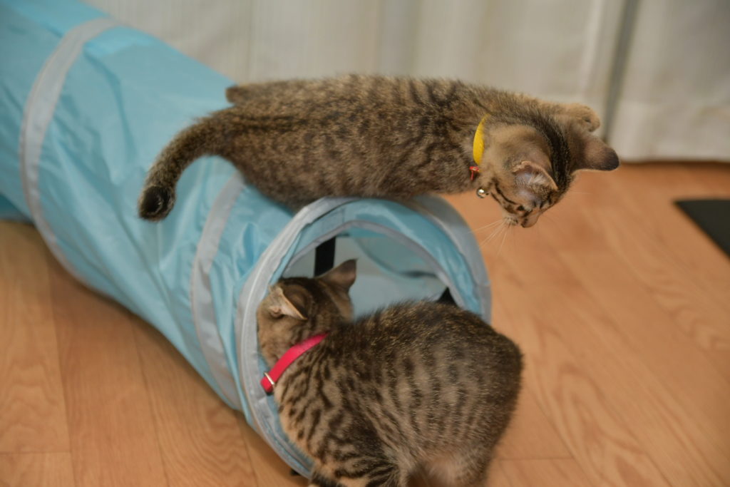【レビュー】キャットトンネルスパイラルを購入した感想は？猫におすすめの遊び道具！｜猫ノ助ブログ